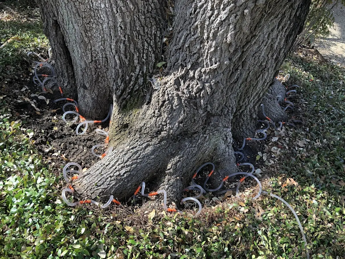 Detailed Tree Cabling and Bracing job site in Banco