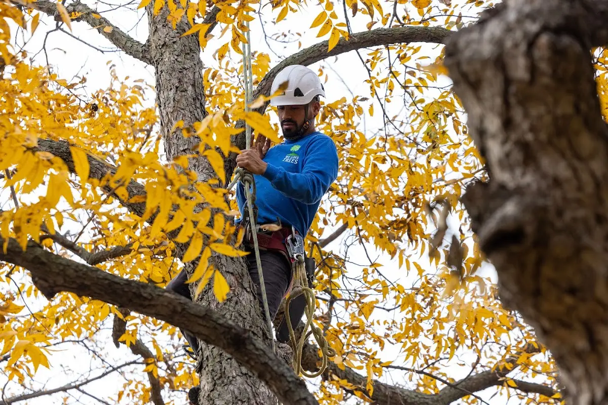 Skilled Tree Planing crew working in Banco
