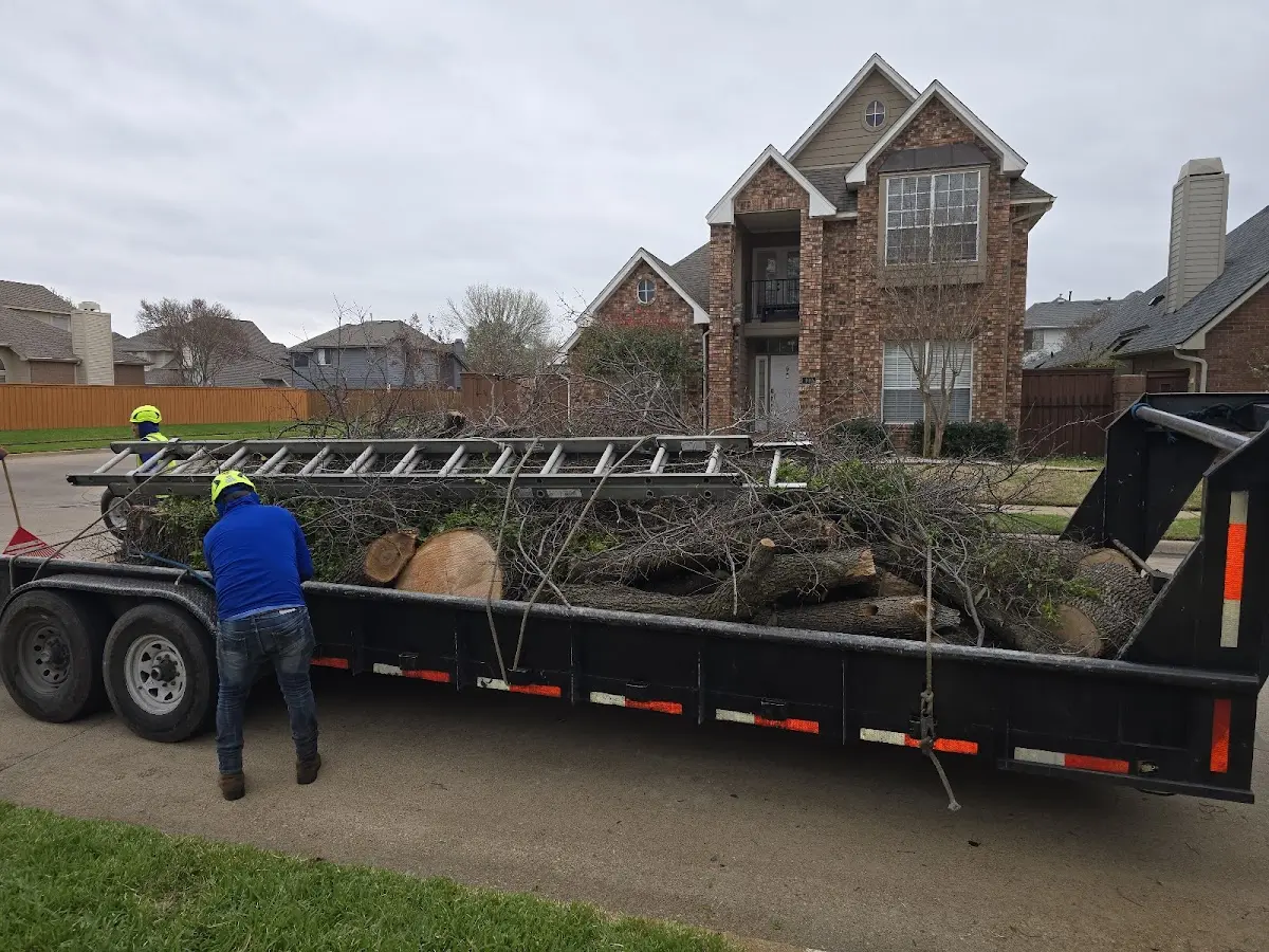 Expert Tree Removal with proper safety equipment in Banco